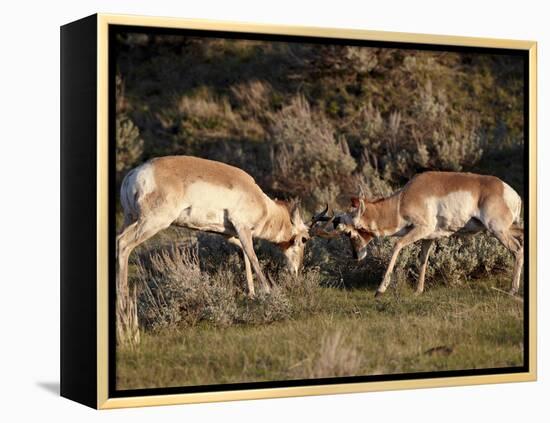 Two Pronghorn (Antilocapra Americana) Bucks Sparring, Yellowstone National Park, Wyoming, USA-James Hager-Framed Premier Image Canvas