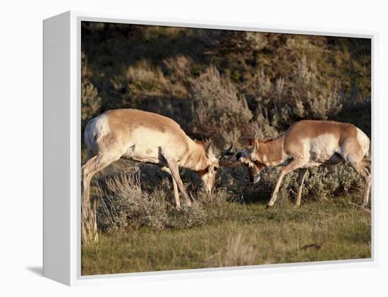 Two Pronghorn (Antilocapra Americana) Bucks Sparring, Yellowstone National Park, Wyoming, USA-James Hager-Framed Premier Image Canvas