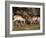 Two Pronghorn (Antilocapra Americana) Bucks Sparring, Yellowstone National Park, Wyoming, USA-James Hager-Framed Photographic Print