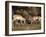 Two Pronghorn (Antilocapra Americana) Bucks Sparring, Yellowstone National Park, Wyoming, USA-James Hager-Framed Photographic Print