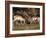 Two Pronghorn (Antilocapra Americana) Bucks Sparring, Yellowstone National Park, Wyoming, USA-James Hager-Framed Photographic Print