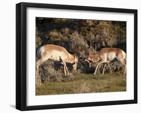 Two Pronghorn (Antilocapra Americana) Bucks Sparring, Yellowstone National Park, Wyoming, USA-James Hager-Framed Photographic Print