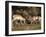 Two Pronghorn (Antilocapra Americana) Bucks Sparring, Yellowstone National Park, Wyoming, USA-James Hager-Framed Photographic Print