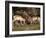 Two Pronghorn (Antilocapra Americana) Bucks Sparring, Yellowstone National Park, Wyoming, USA-James Hager-Framed Photographic Print