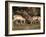 Two Pronghorn (Antilocapra Americana) Bucks Sparring, Yellowstone National Park, Wyoming, USA-James Hager-Framed Photographic Print