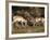 Two Pronghorn (Antilocapra Americana) Bucks Sparring, Yellowstone National Park, Wyoming, USA-James Hager-Framed Photographic Print