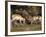 Two Pronghorn (Antilocapra Americana) Bucks Sparring, Yellowstone National Park, Wyoming, USA-James Hager-Framed Photographic Print