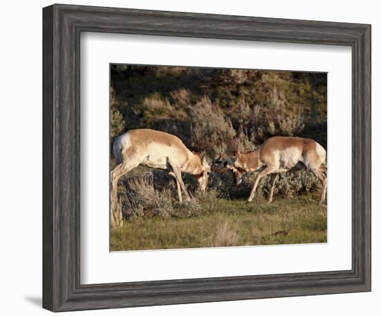 Two Pronghorn (Antilocapra Americana) Bucks Sparring, Yellowstone National Park, Wyoming, USA-James Hager-Framed Photographic Print