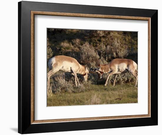 Two Pronghorn (Antilocapra Americana) Bucks Sparring, Yellowstone National Park, Wyoming, USA-James Hager-Framed Photographic Print