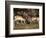 Two Pronghorn (Antilocapra Americana) Bucks Sparring, Yellowstone National Park, Wyoming, USA-James Hager-Framed Photographic Print