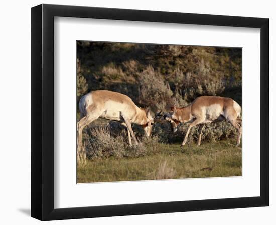 Two Pronghorn (Antilocapra Americana) Bucks Sparring, Yellowstone National Park, Wyoming, USA-James Hager-Framed Photographic Print