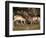 Two Pronghorn (Antilocapra Americana) Bucks Sparring, Yellowstone National Park, Wyoming, USA-James Hager-Framed Photographic Print