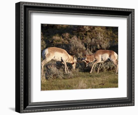 Two Pronghorn (Antilocapra Americana) Bucks Sparring, Yellowstone National Park, Wyoming, USA-James Hager-Framed Photographic Print