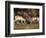 Two Pronghorn (Antilocapra Americana) Bucks Sparring, Yellowstone National Park, Wyoming, USA-James Hager-Framed Photographic Print