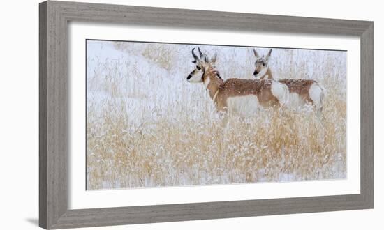 Two pronghorns in winter, Wyoming, USA-Art Wolfe Wolfe-Framed Photographic Print