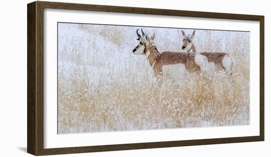 Two pronghorns in winter, Wyoming, USA-Art Wolfe Wolfe-Framed Photographic Print