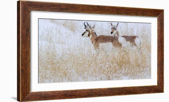 Two pronghorns in winter, Wyoming, USA-Art Wolfe Wolfe-Framed Photographic Print