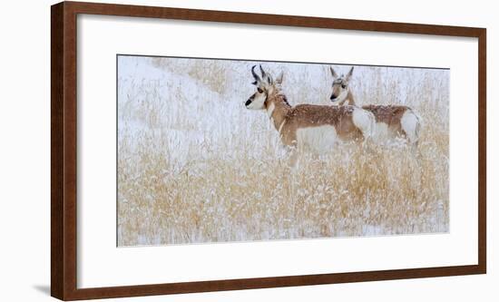 Two pronghorns in winter, Wyoming, USA-Art Wolfe Wolfe-Framed Photographic Print