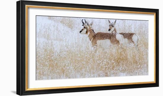 Two pronghorns in winter, Wyoming, USA-Art Wolfe Wolfe-Framed Photographic Print