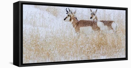 Two pronghorns in winter, Wyoming, USA-Art Wolfe Wolfe-Framed Premier Image Canvas