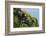 Two Puffins, Westray, Orkney Islands, Scotland, United Kingdom, Europe-Bhaskar Krishnamurthy-Framed Photographic Print