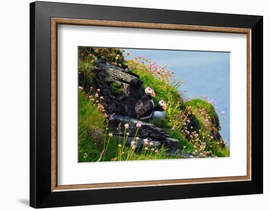 Two Puffins, Westray, Orkney Islands, Scotland, United Kingdom, Europe-Bhaskar Krishnamurthy-Framed Photographic Print