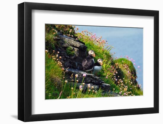Two Puffins, Westray, Orkney Islands, Scotland, United Kingdom, Europe-Bhaskar Krishnamurthy-Framed Photographic Print