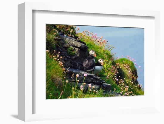 Two Puffins, Westray, Orkney Islands, Scotland, United Kingdom, Europe-Bhaskar Krishnamurthy-Framed Photographic Print