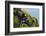 Two Puffins, Westray, Orkney Islands, Scotland, United Kingdom, Europe-Bhaskar Krishnamurthy-Framed Photographic Print