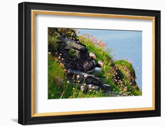 Two Puffins, Westray, Orkney Islands, Scotland, United Kingdom, Europe-Bhaskar Krishnamurthy-Framed Photographic Print