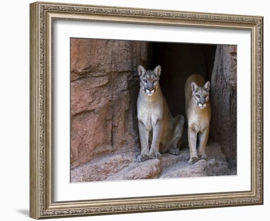 Two Puma Mountain Lion Cougar at Cave Entrance. Arizona, USA-Philippe Clement-Framed Photographic Print