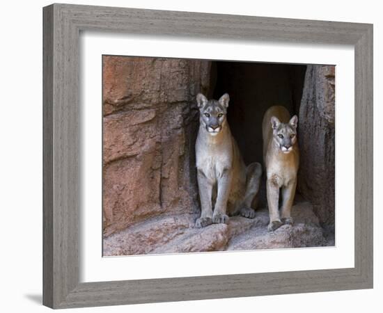 Two Puma Mountain Lion Cougar at Cave Entrance. Arizona, USA-Philippe Clement-Framed Photographic Print