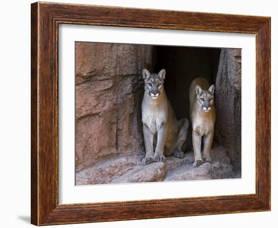 Two Puma Mountain Lion Cougar at Cave Entrance. Arizona, USA-Philippe Clement-Framed Photographic Print