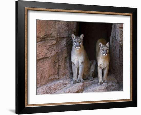 Two Puma Mountain Lion Cougar at Cave Entrance. Arizona, USA-Philippe Clement-Framed Photographic Print