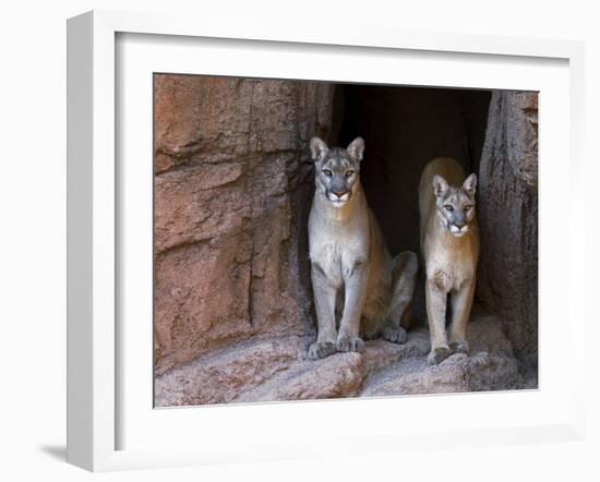 Two Puma Mountain Lion Cougar at Cave Entrance. Arizona, USA-Philippe Clement-Framed Photographic Print