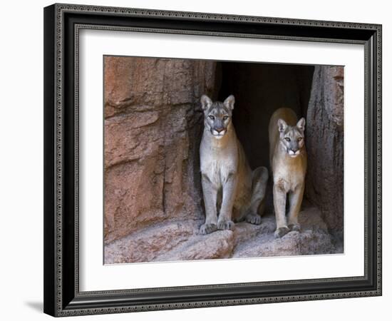 Two Puma Mountain Lion Cougar at Cave Entrance. Arizona, USA-Philippe Clement-Framed Photographic Print