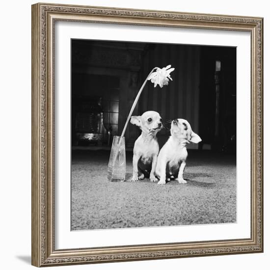 Two Pups Looking at a Flower in a Vase, 1962-Howard Walker-Framed Photographic Print