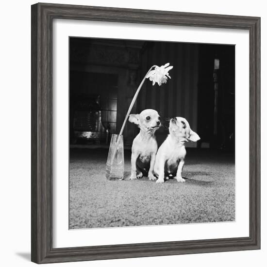 Two Pups Looking at a Flower in a Vase, 1962-Howard Walker-Framed Photographic Print