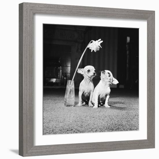 Two Pups Looking at a Flower in a Vase, 1962-Howard Walker-Framed Photographic Print