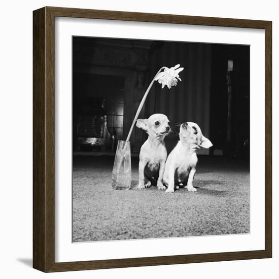 Two Pups Looking at a Flower in a Vase, 1962-Howard Walker-Framed Photographic Print