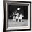 Two Pups Looking at a Flower in a Vase, 1962-Howard Walker-Framed Photographic Print