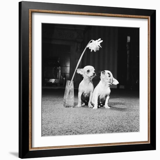 Two Pups Looking at a Flower in a Vase, 1962-Howard Walker-Framed Photographic Print