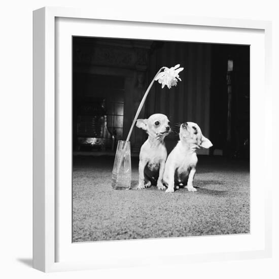 Two Pups Looking at a Flower in a Vase, 1962-Howard Walker-Framed Photographic Print