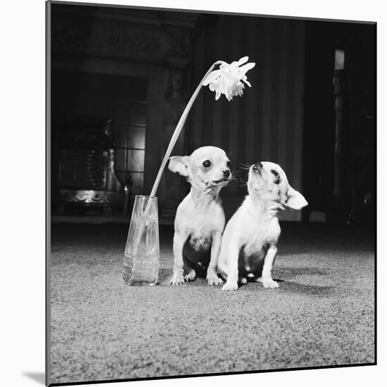 Two Pups Looking at a Flower in a Vase, 1962-Howard Walker-Mounted Photographic Print