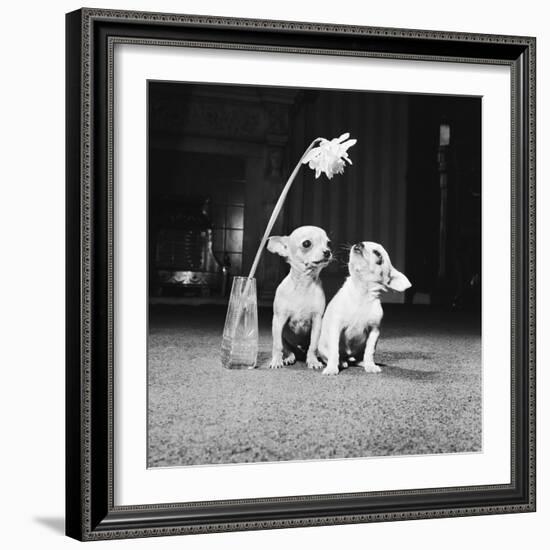 Two Pups Looking at a Flower in a Vase, 1962-Howard Walker-Framed Photographic Print