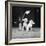 Two Pups Looking at a Flower in a Vase, 1962-Howard Walker-Framed Photographic Print