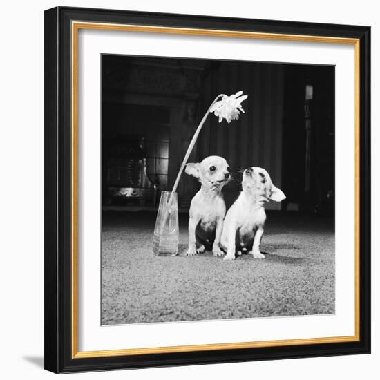 Two Pups Looking at a Flower in a Vase, 1962-Howard Walker-Framed Photographic Print