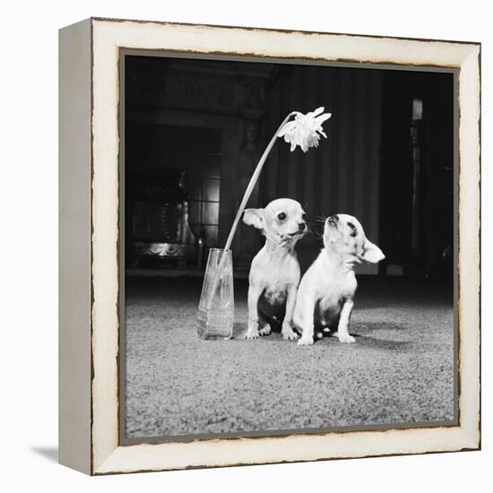 Two Pups Looking at a Flower in a Vase, 1962-Howard Walker-Framed Premier Image Canvas