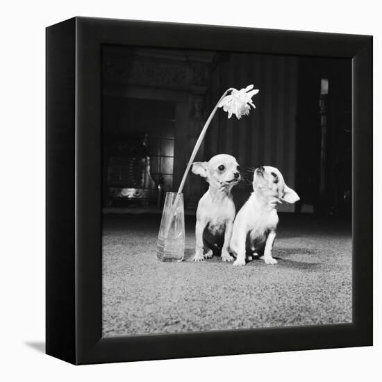 Two Pups Looking at a Flower in a Vase, 1962-Howard Walker-Framed Premier Image Canvas