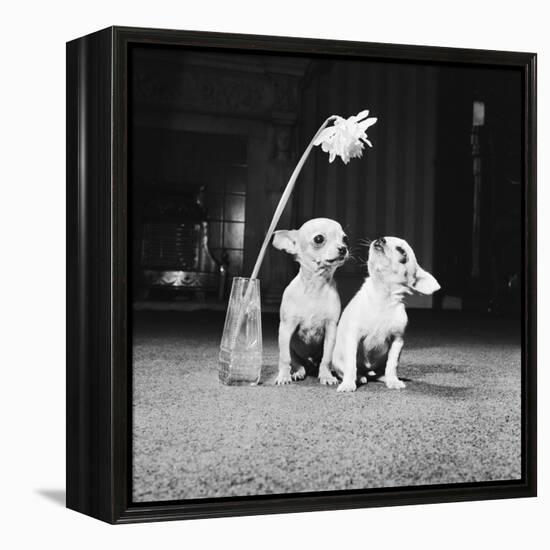 Two Pups Looking at a Flower in a Vase, 1962-Howard Walker-Framed Premier Image Canvas